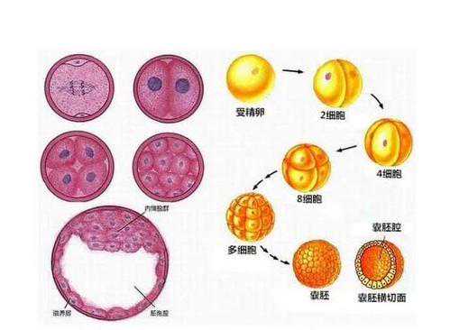 黄岩区助孕机构成功率_黄岩区添丁国际助孕中心_试管移植胚胎着床过程图